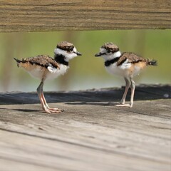 Cutest Ever Little Darling Adorable Killdeer Chicks Baby Animals Sweetwater Wetlands Park Gainesville Florida