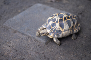 Close-up turtle, slow life On the ground with a protective shield. Beautiful turtle