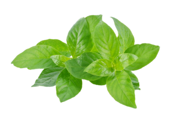 Andrographis paniculata plant transparent png