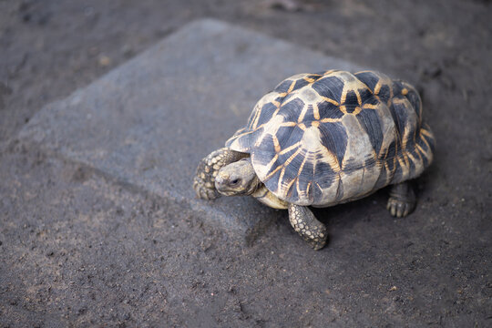 Close-up turtle, slow life On the ground with a protective shield. Beautiful turtle