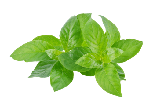 Andrographis paniculata plant transparent png