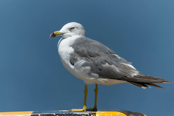 海を背に立つウミネコ