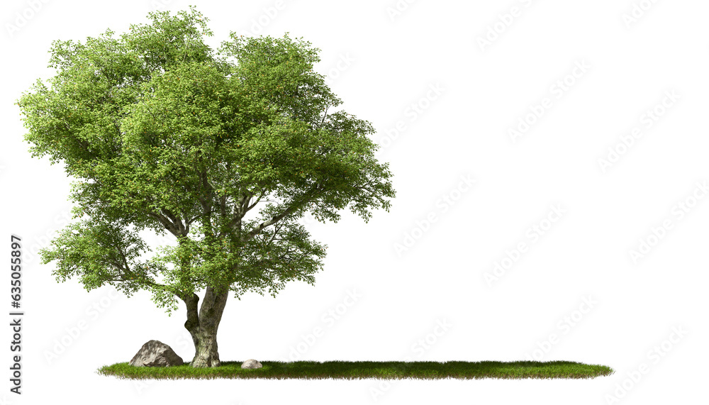 Poster copy-space cut out greenery big trees on grassy transparent backgrounds 3d rendering png file