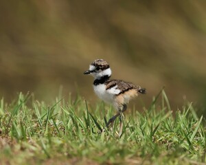 Cutest Ever Little Darling Adorable Killdeer Chicks Baby Animals Sweetwater Wetlands Park Gainesville Florida