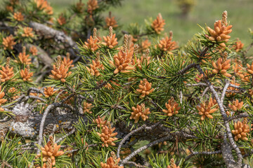 A close up of Jack pine (pinus banksiana) in spring.