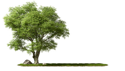 Copy-space cut out greenery big trees on grassy transparent backgrounds 3d rendering png file