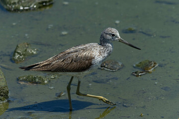 泥の上を歩くアオアシシギ