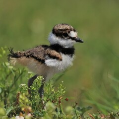 Cutest Ever Little Darling Adorable Killdeer Chicks Baby Animals Sweetwater Wetlands Park Gainesville Florida