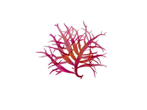 Red algae or rhodophyta branch isolated transparent png. Red seaweed.
