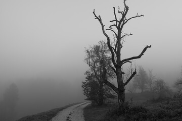 A tree in the fog. Tall, slender tree emerges from thick fog, evoking mystery. Isolated on a hidden road, an atmospheric scene blends beauty and danger, captivating with unsettling allure.