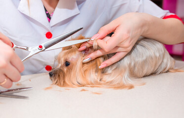 Grooming animals, haircut, drying and styling dogs, combing wool. Grooming master cuts and shaves, cares for a dog. Beautiful Yorkshire Terrier.