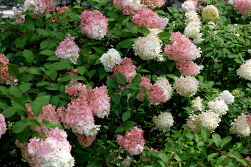 Summer red and white flowers close-up