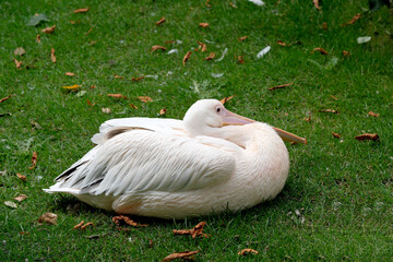 Pink pelican rest