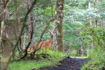 I encountered a wild Japanese deer at the foot of Mt.Fuji.
