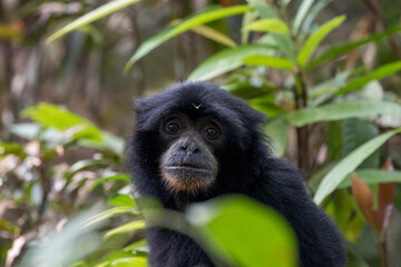 potrait of a wild blakc gibbon, Siamang, Gunung Leuser National Park, Bukit Lawang, Sumatra,...