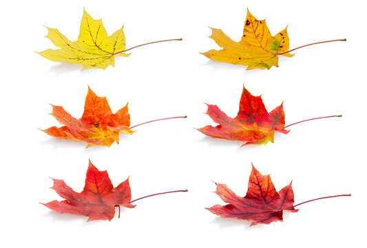 Isolated maple leaves. Collection of multicolored fallen autumn leaves isolated on white background