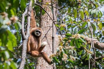 white handed lar gibbon hanging, Gunung Leuser National Park, Bukit Lawang, Sumatra, Indonesia