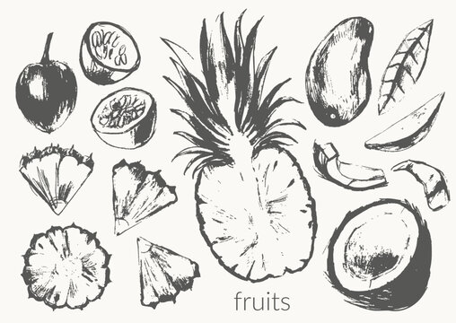 Hand drawn tropical fruit illustration