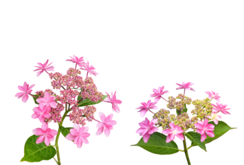 ガクアジサイ　6月撮影