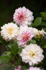biało-różowe dalie w ogrodzie, piękne dwukolorowe dalie, dahlia in garden