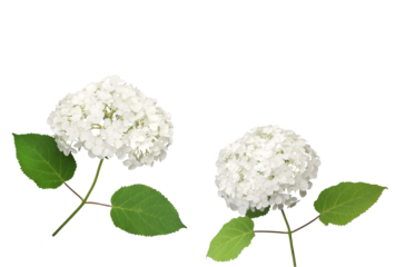 アジサイ　アナベル6月撮影