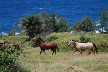 Naklejka na ściany i meble Wild Horses Roaming in a Field Above the Ocean