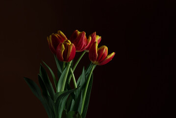Red tulips on a dark background. Beautiful poster with flowers. International Women's Day