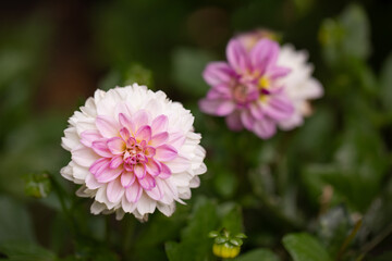 biało-różowe dalie w ogrodzie, piękne dwukolorowe dalie, dahlia in garden