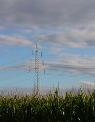 Strommasten auf einem Maisfeld bei blauem Himmel in Lippetal Büninghausen