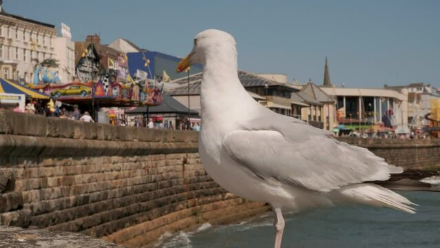 Seagull standing looking for food. Filmed east coast England UK