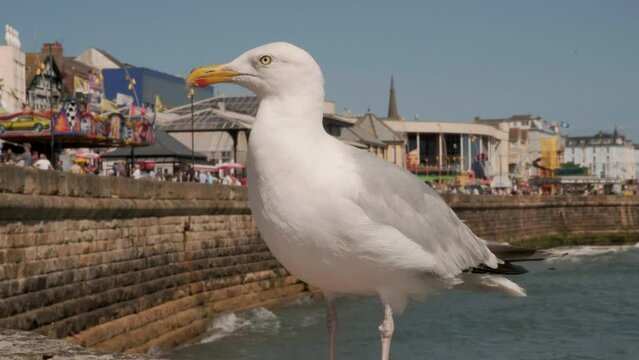 Seagull standing looking for food. Filmed east coast England UK