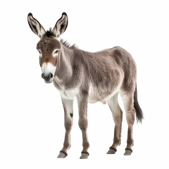  donkey looking isolated on white © Tidarat
