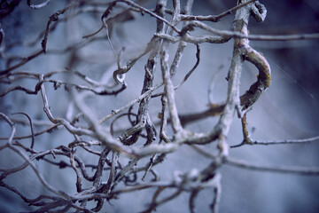 branches of plant on wall