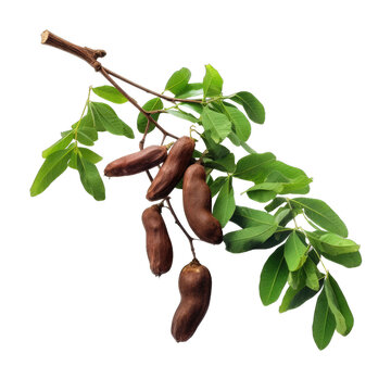 Tamarind isolated on transparent background