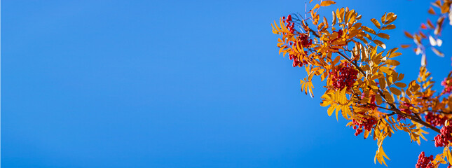 Mountain ash in autumn in the park I'm in the park. Selective focus.