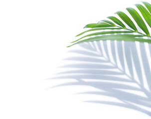 Isolated Green leaf and shadow light overlay on white background, Palm leaf tropical well multiply...