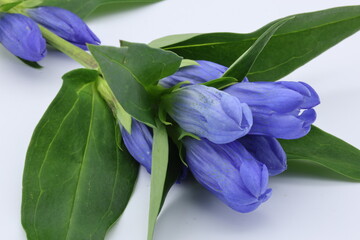白背景に横たわった竜胆の花