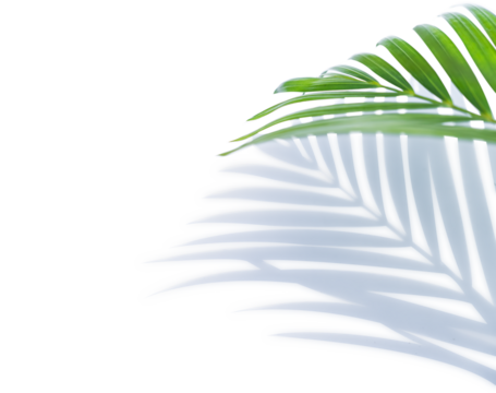 Isolated Green leaf and shadow light overlay on white background, Palm leaf tropical well multiply object display