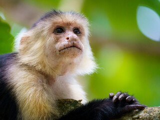 Mono carablanca mirando hacia arriba a la derecha. Fondo verde de bosque en Cahuita, Costa Rica