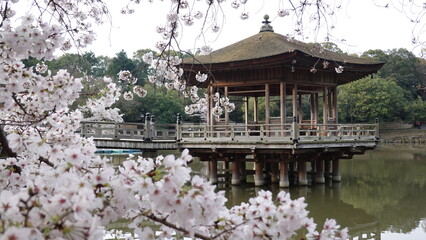 Fototapeta premium 春の奈良公園