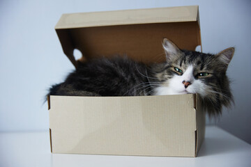 Cute grey cat in cardboard box on floor at home