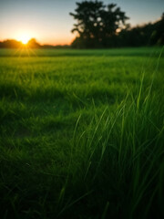 A green grass in sunrise. ai generated