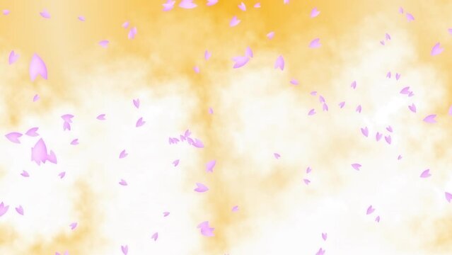 Pink cherry petals falling from left to right over white clouds flowing on gold background. Spring scene in Japan. Abstract background. Motion graphic.