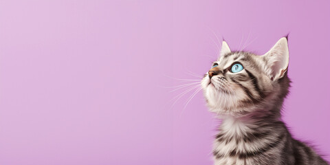 Cute banner with a cat looking up on solid purple background