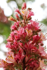 Aesculus hippocastanum, the horse chestnut blossom 