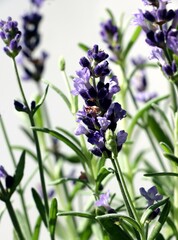 Obraz premium lila flowers of blooming Lavend herb close up