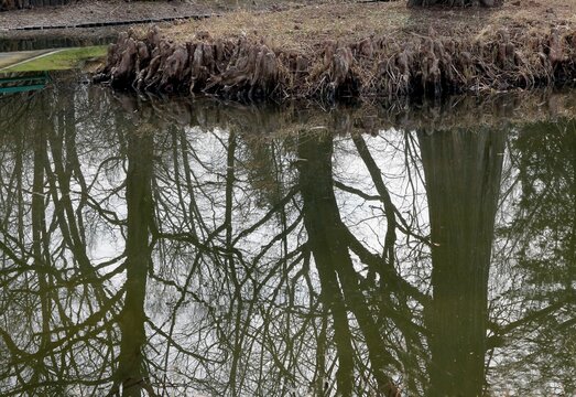 landscape with pond and reflex of trees