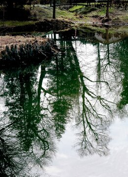 landscape with pond and reflex of trees