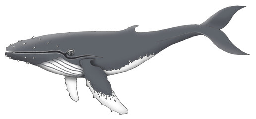 Humpback Whale, Whale, Mammal, Ocean