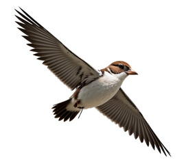 Fototapeta premium The Wonder of Flight: A Bird’s Perspective